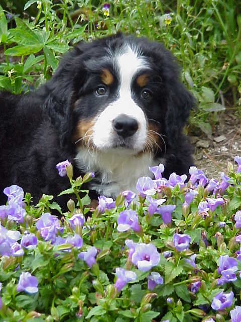 cabot in the garden